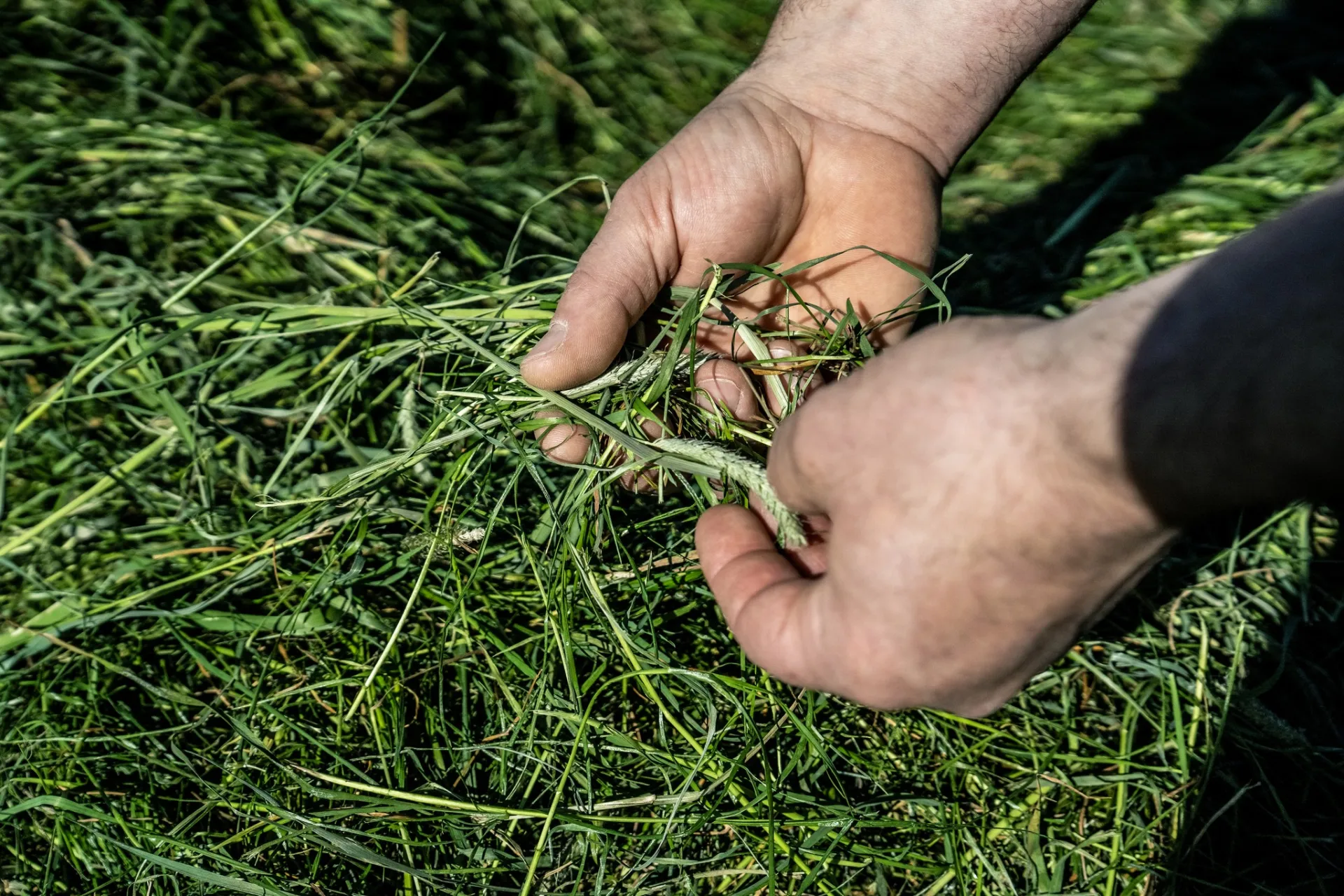 Les mains d'un conseiller nutritionniste dans un champ