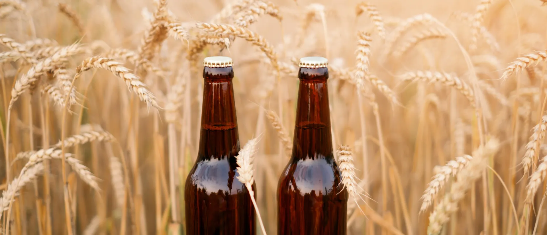 Bi&egrave;re dans un champ de bl&eacute;