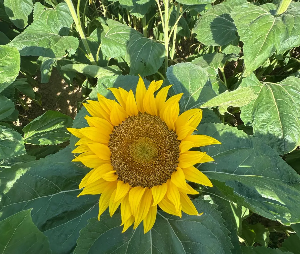 photo d'un tournesol dans un champ 