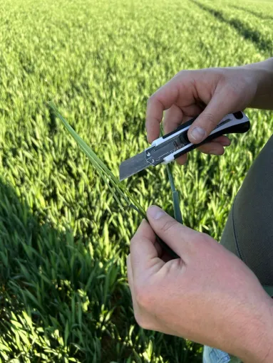 Les mains d'un conseiller agronome dans un champs