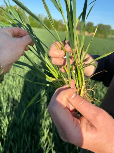 Les mains d'un conseiller agronome dans un champ
