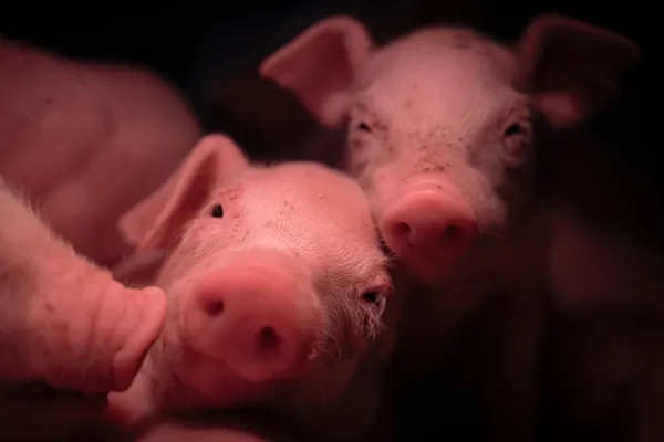 la-scam-innovation-fili&egrave;re-animal