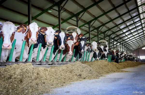 vaches dans une étable 