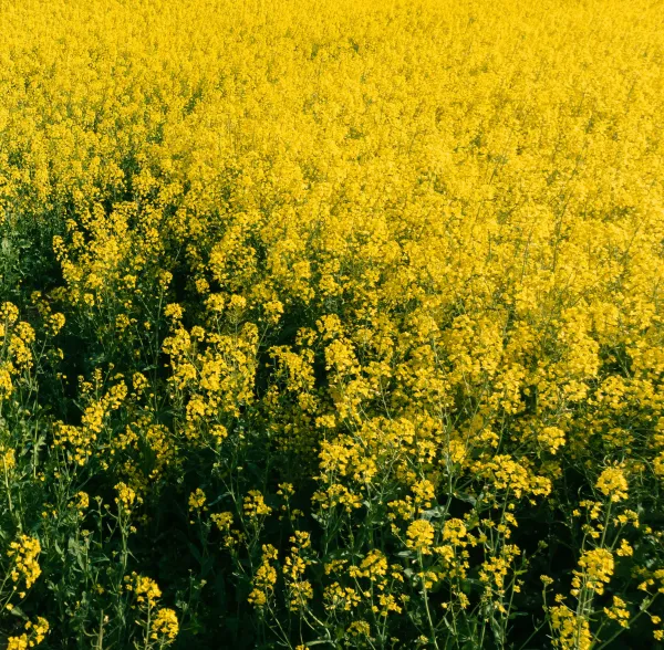 Ol&eacute;agineux &ndash; le colza