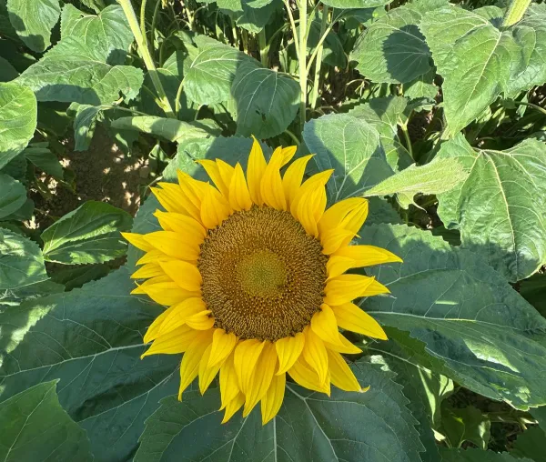 Le tournesol